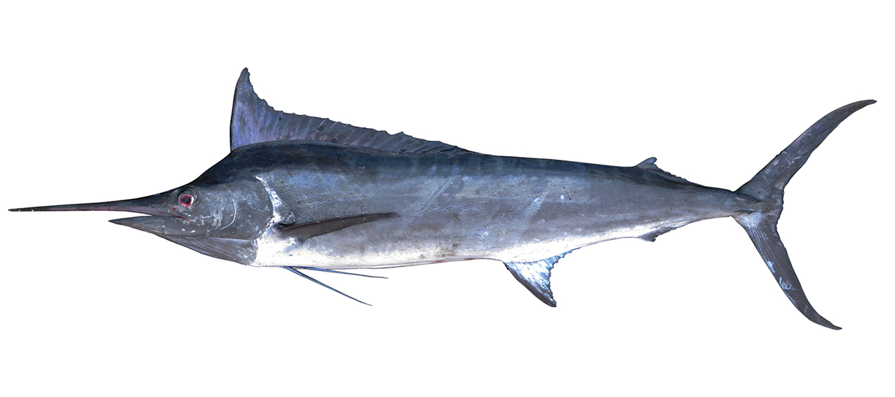 Istiompax indica