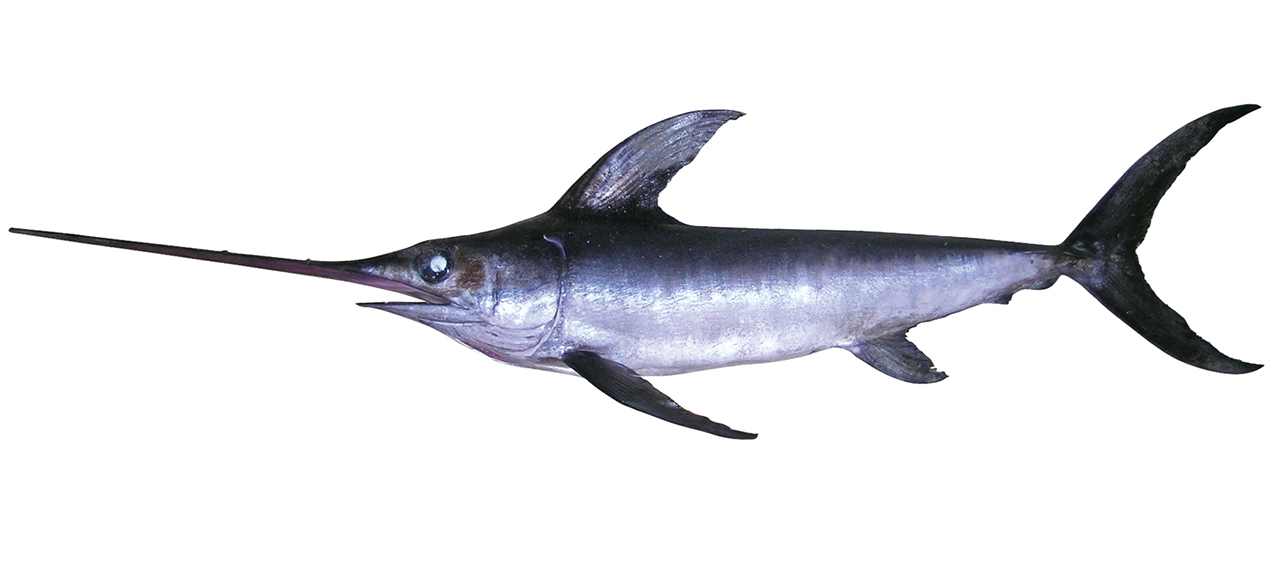Xiphias gladius