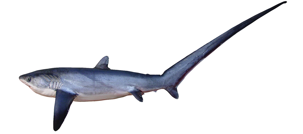 Alopias pelagicus
