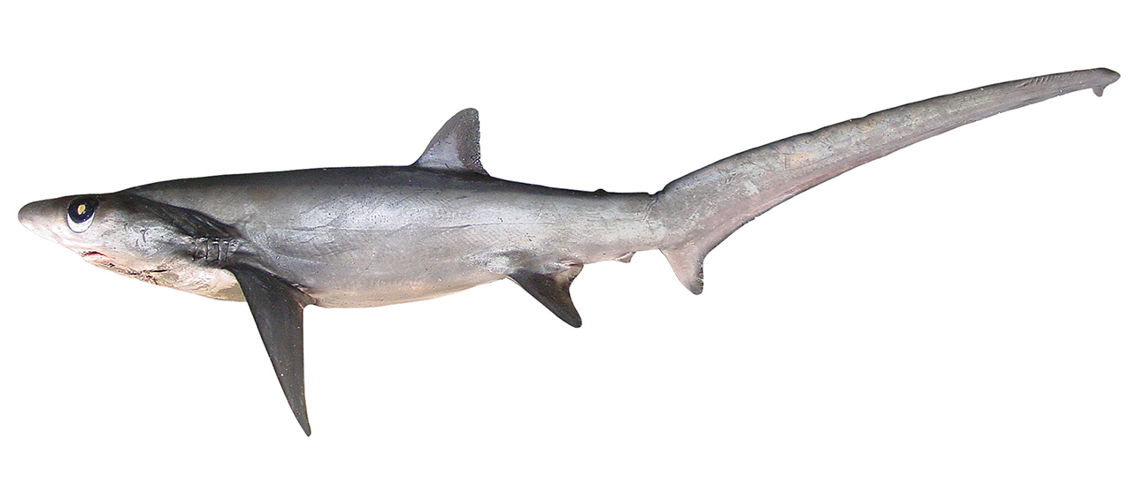 Alopias superciliosus