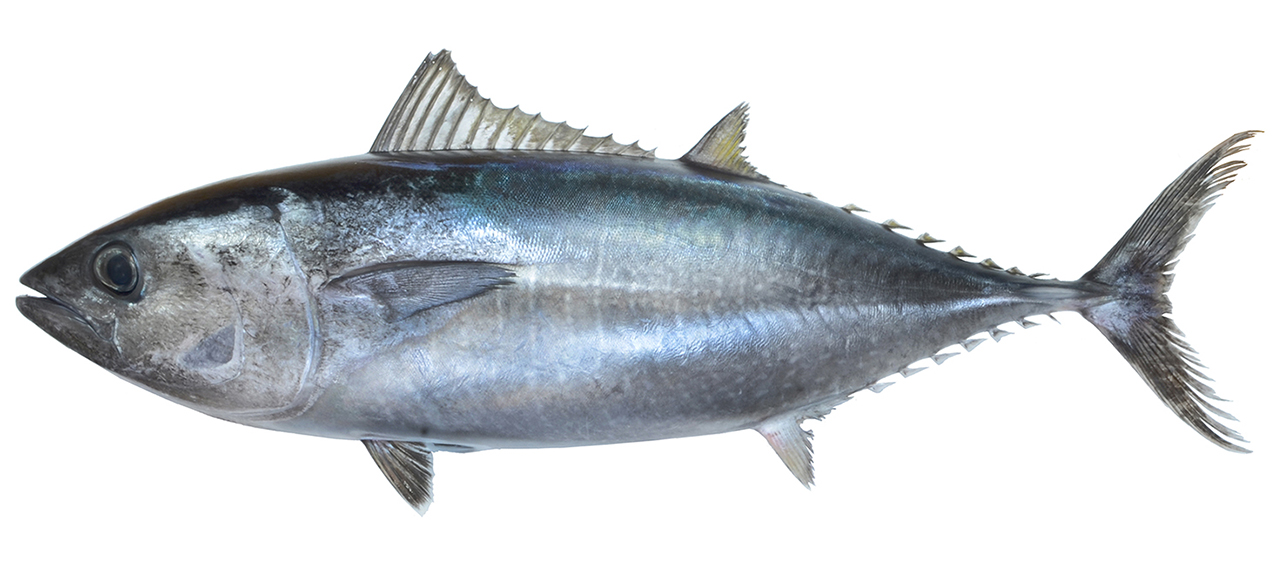Thunnus orientalis