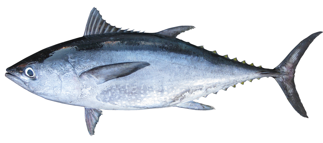 Thunnus tonggol