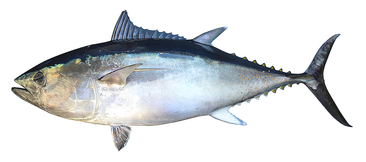 Thunnus maccoyii