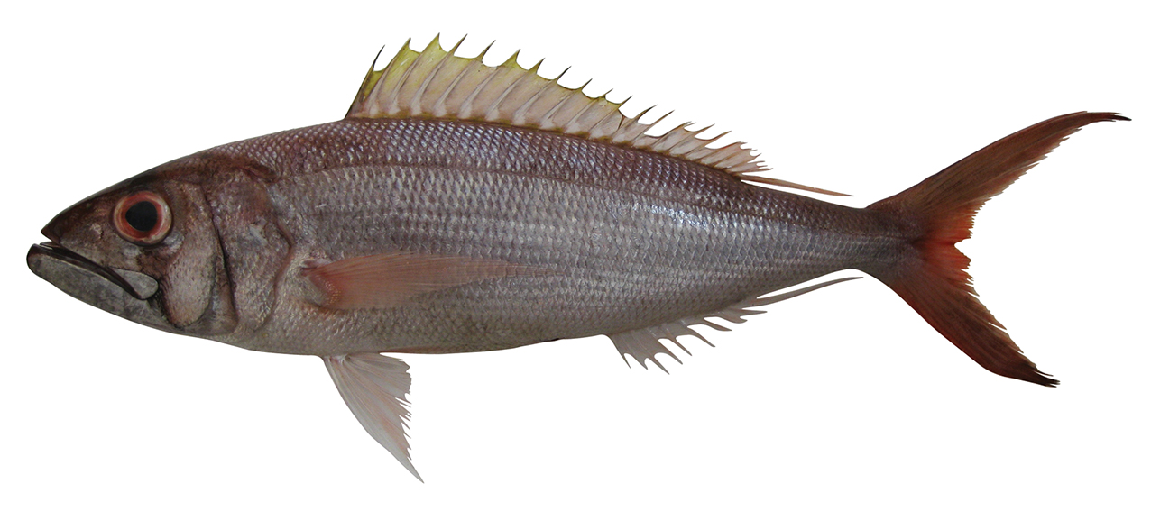 Aphareus rutilans