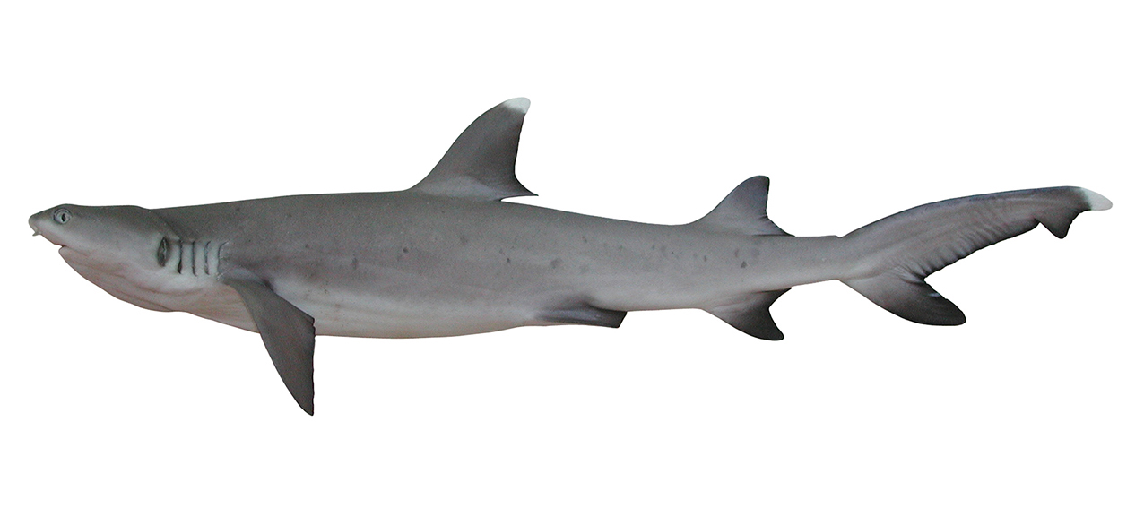 Triaenodon obesus