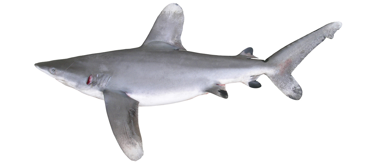 Carcharhinus longimanus
