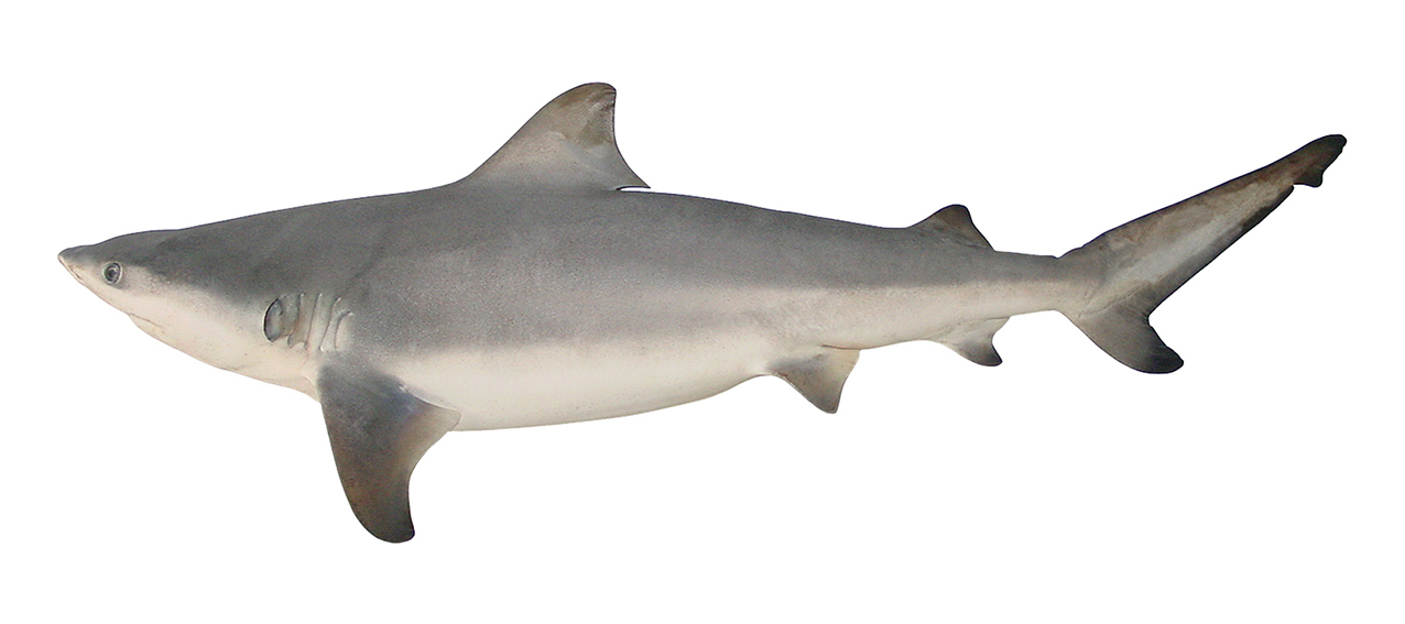 Carcharhinus leucas