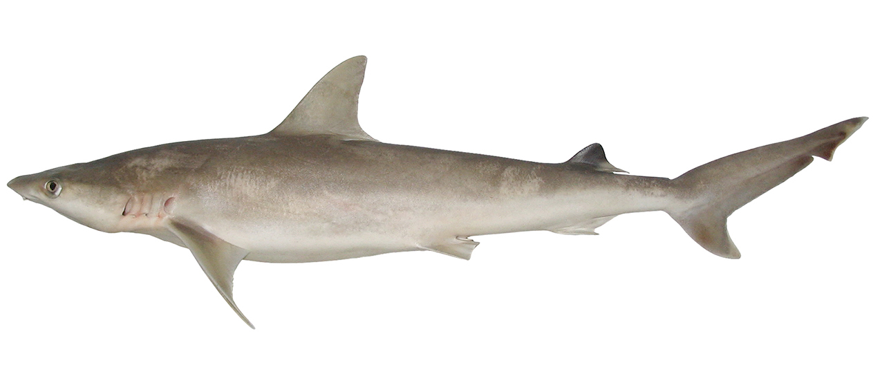 Carcharhinus sealei