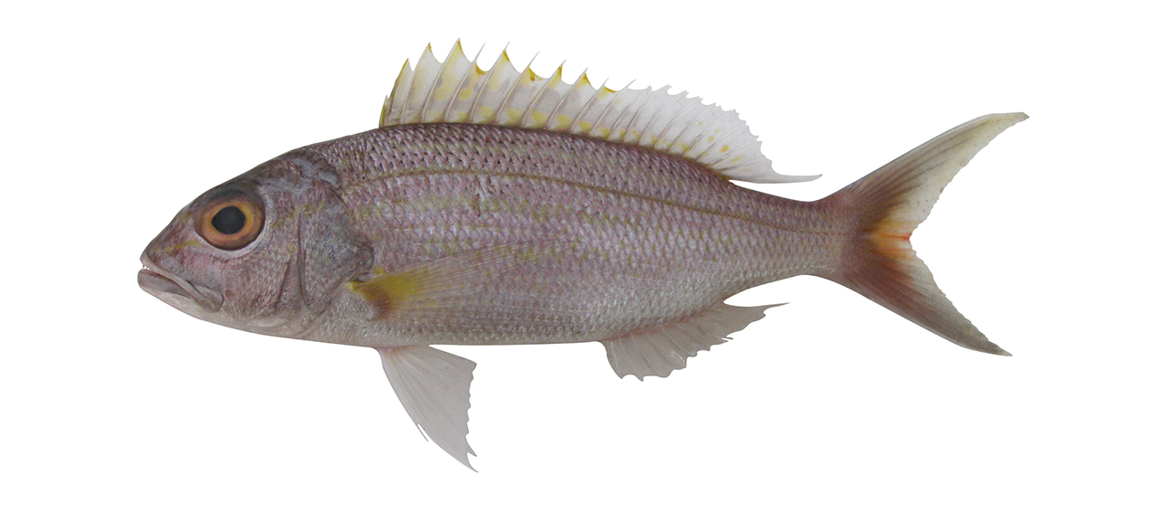 Pristipomoides multidens