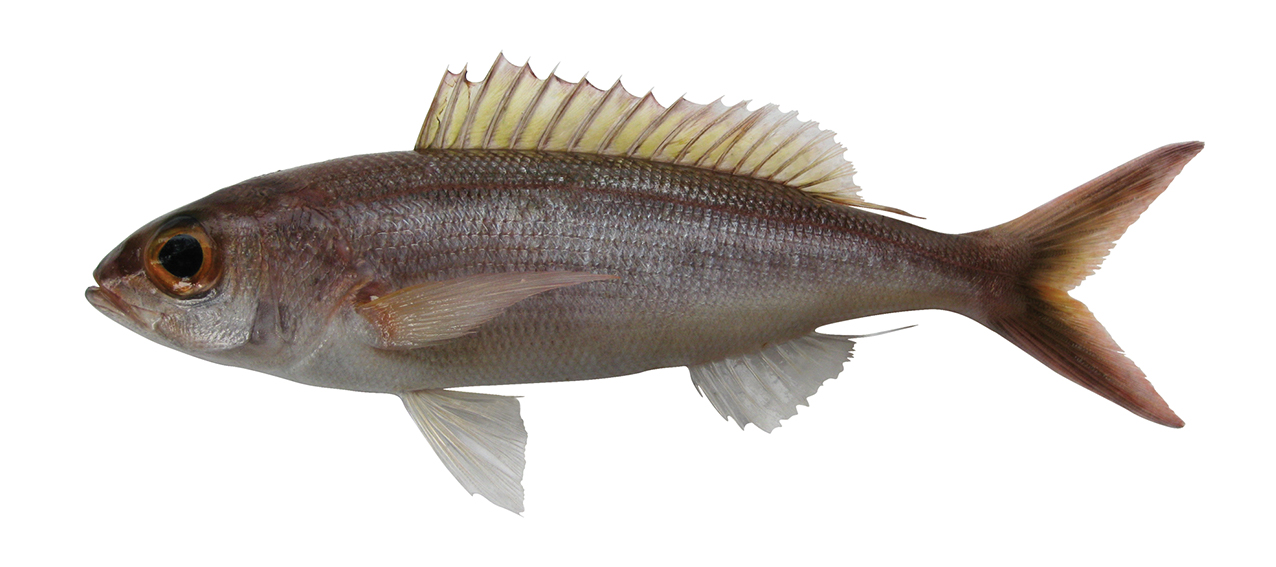 Pristipomoides sieboldii