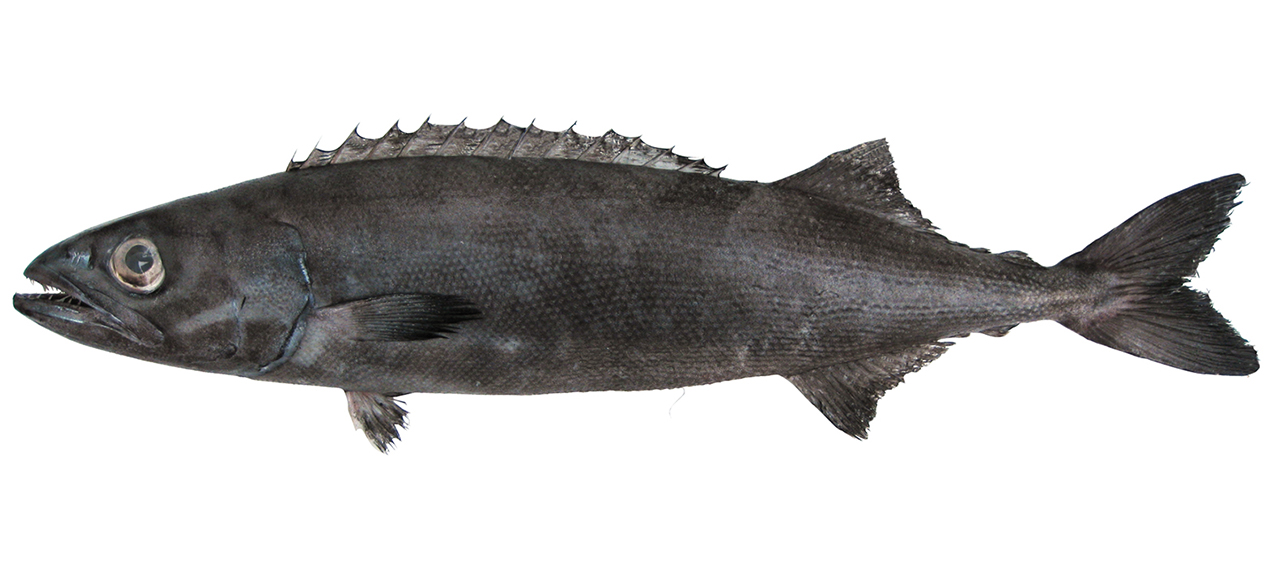 Ruvettus pretiosus