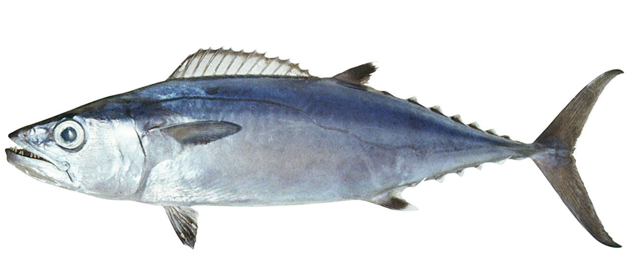 Gymnosarda unicolor