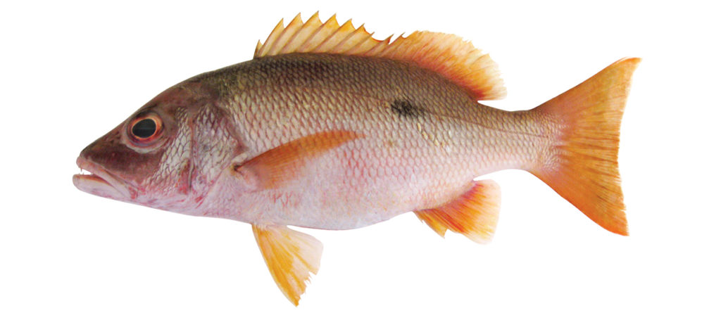 Lutjanus monostigma