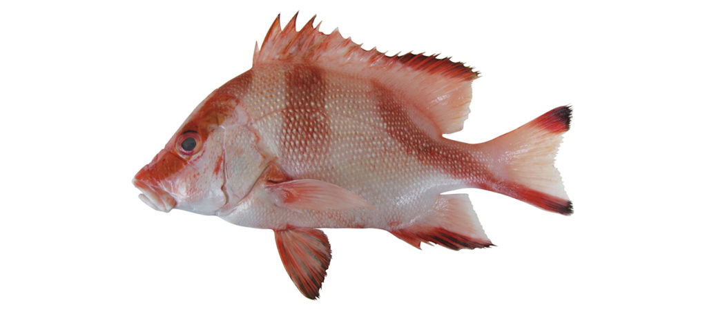 Lutjanus sebae