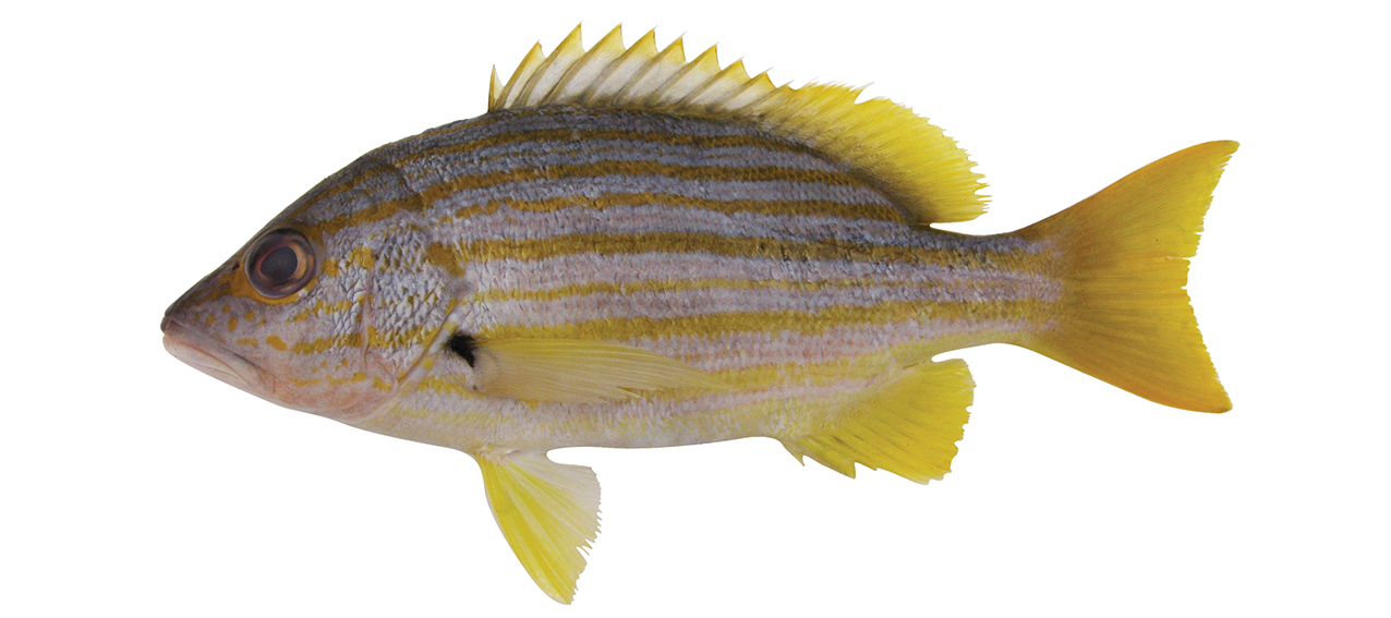 Lutjanus carponotatus