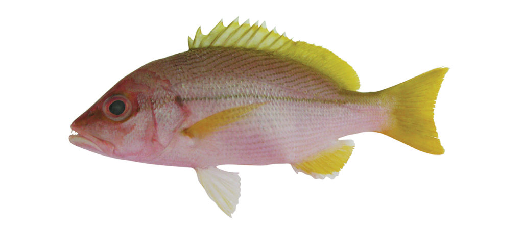 Lutjanus vitta