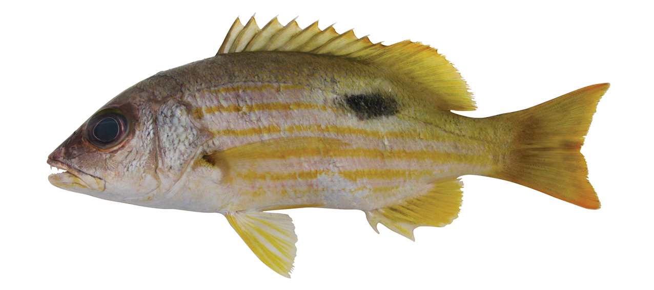 Lutjanus fulviflamma