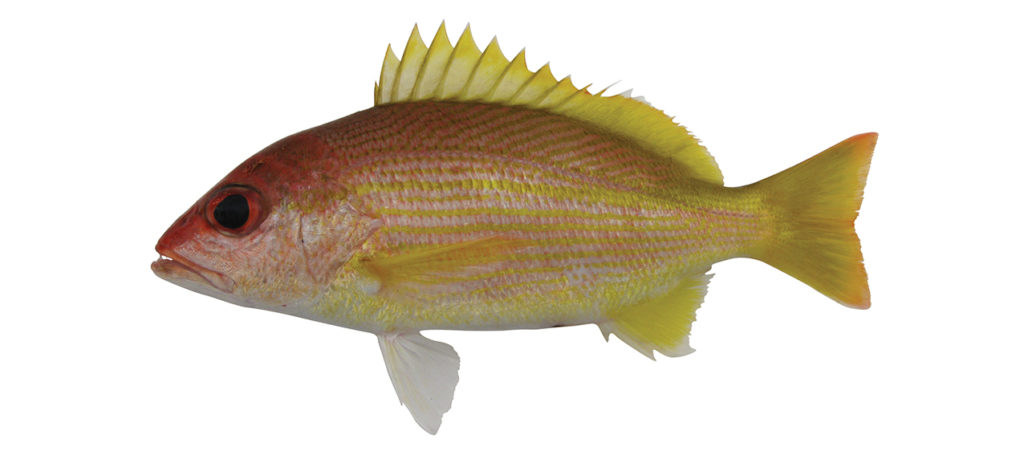 Lutjanus xanthopinnis