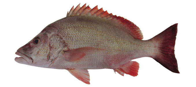 Lutjanus lemniscatus