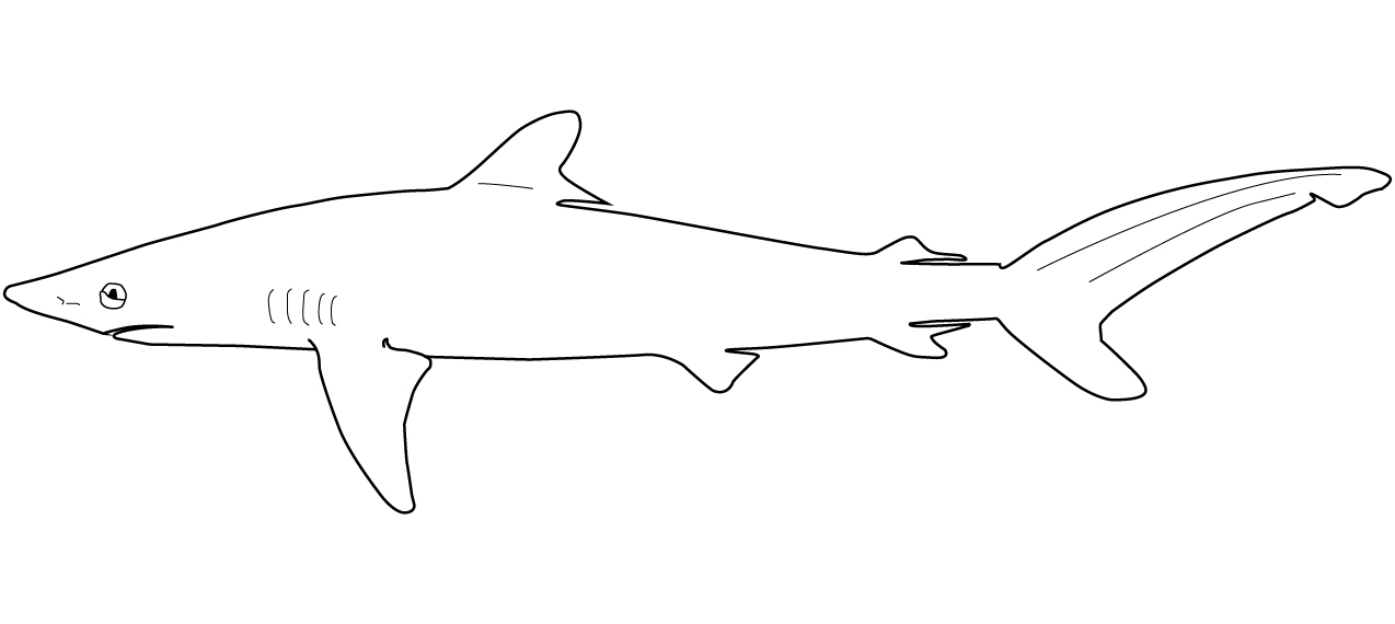 Carcharhinidae feature image