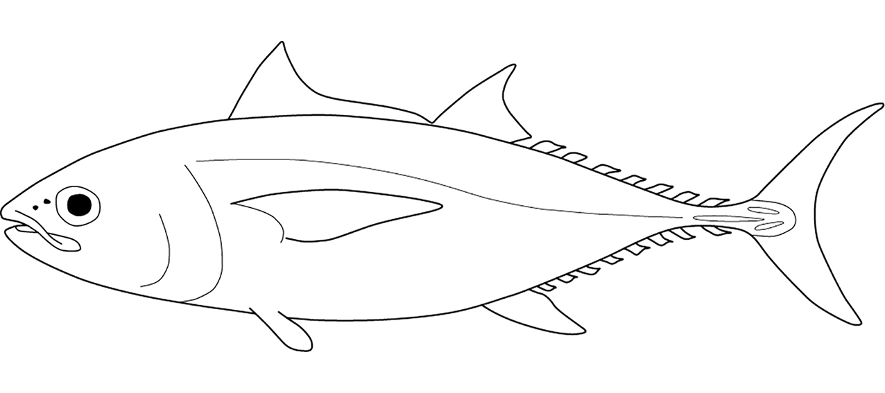 Scombridae