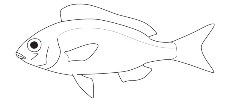 Nemipteridae feature