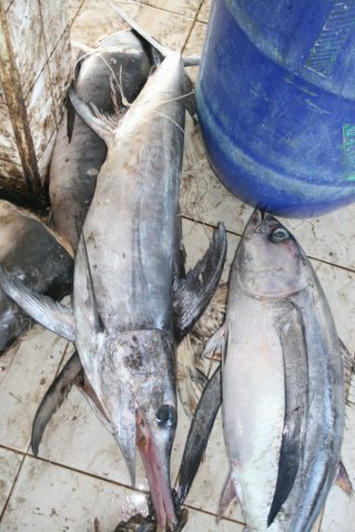 Xiphias gladius (left) and Thunnus alalunga (right)