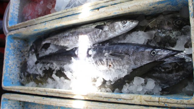 Scomberomorus commerson (above) and Acanthocybium solandri (below)