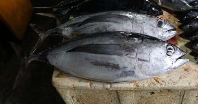 Thunnus obesus