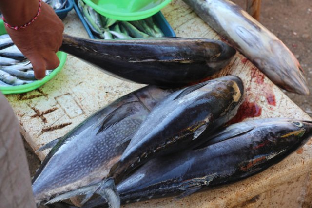 Thunnus tonggol