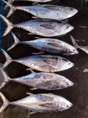 Thunnus tonggol