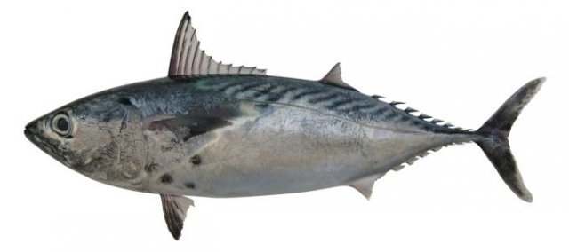 Euthynnus affinis