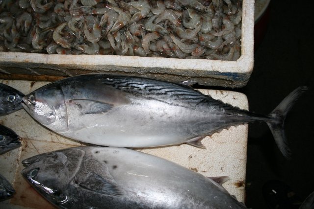 Euthynnus affinis