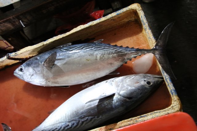 Euthynnus affinis