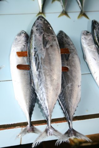 Euthynnus affinis
