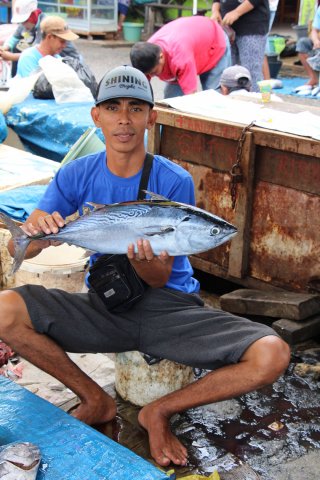 Euthynnus affinis