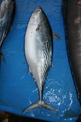 Euthynnus affinis