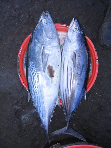 Euthynnus affinis and Katsuwonus pelamis