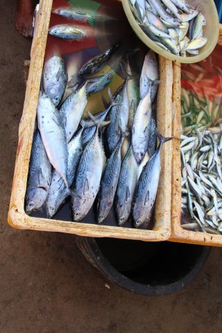 Euthynnus affinis with mixed species