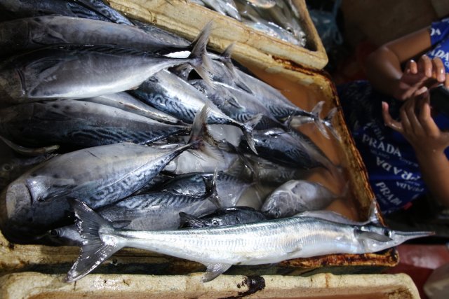 Euthynnus affinis with Belonid species