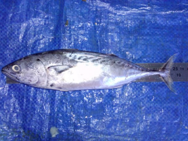 Euthynnus affinis