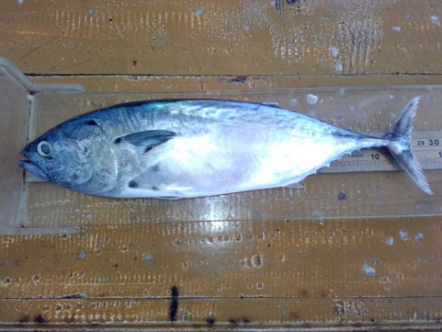 Euthynnus affinis