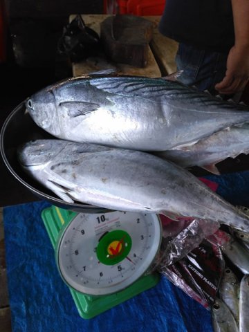 Euthynnus affinis