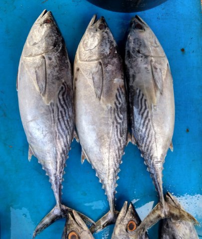 Euthynnus affinis