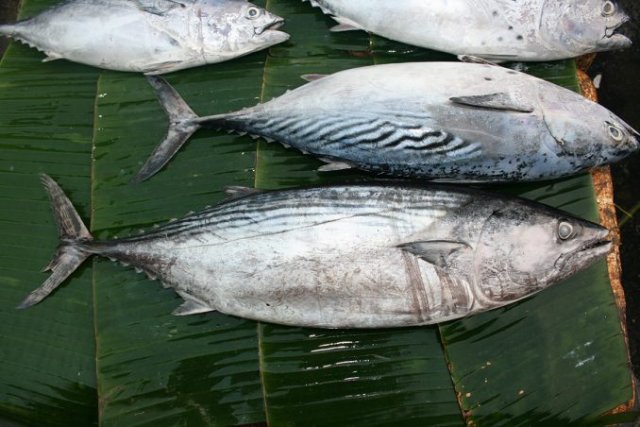 Sarda orientalis (bottom) and Euthynnus affinis (top)