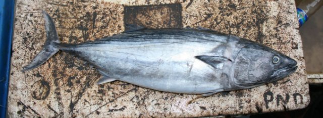 Sarda orientalis