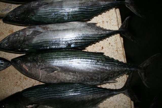 Sarda orientalis
