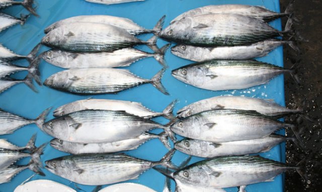 Sarda orientalis