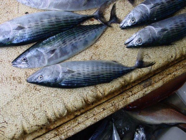 Sarda orientalis