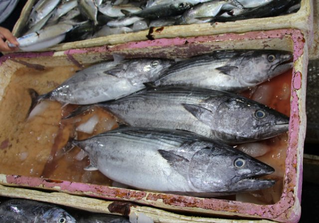 Sarda orientalis